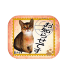 猫友リアル写真スタンプ（個別スタンプ：18）