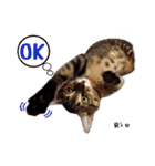 猫友リアル写真スタンプ（個別スタンプ：19）