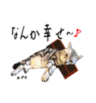 猫友リアル写真スタンプ（個別スタンプ：21）