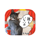 猫友リアル写真スタンプ（個別スタンプ：22）