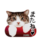 猫友リアル写真スタンプ（個別スタンプ：23）