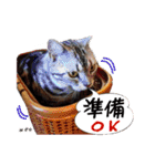 猫友リアル写真スタンプ（個別スタンプ：24）