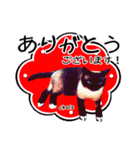 猫友リアル写真スタンプ（個別スタンプ：26）