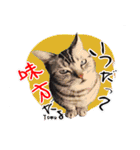 猫友リアル写真スタンプ（個別スタンプ：27）
