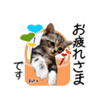 猫友リアル写真スタンプ（個別スタンプ：28）