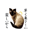 猫友リアル写真スタンプ（個別スタンプ：29）