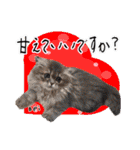 猫友リアル写真スタンプ（個別スタンプ：30）