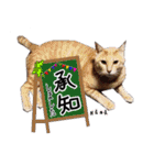 猫友リアル写真スタンプ（個別スタンプ：31）