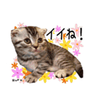 猫友リアル写真スタンプ（個別スタンプ：32）
