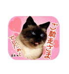 猫友リアル写真スタンプ（個別スタンプ：34）