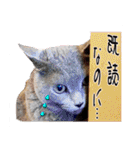 猫友リアル写真スタンプ（個別スタンプ：35）