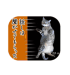 猫友リアル写真スタンプ（個別スタンプ：36）