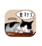 猫友リアル写真スタンプ（個別スタンプ：37）
