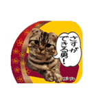 猫友リアル写真スタンプ（個別スタンプ：38）