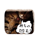 猫友リアル写真スタンプ（個別スタンプ：39）