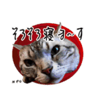 猫友リアル写真スタンプ（個別スタンプ：40）
