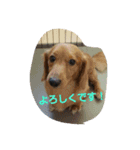 chocos  family 2（個別スタンプ：8）