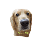 とびだすゴールデン（個別スタンプ：6）