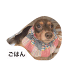 おこたんちゃん（個別スタンプ：10）