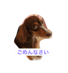 おこたんちゃん（個別スタンプ：11）