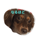 おこたんちゃん（個別スタンプ：12）