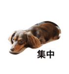 おこたんちゃん（個別スタンプ：14）