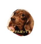 おこたんちゃん（個別スタンプ：15）