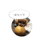 haruonosmile2（個別スタンプ：7）