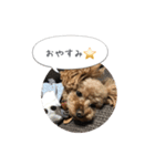 haruonosmile2（個別スタンプ：11）