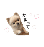 鈴木ハナです...♩（個別スタンプ：3）