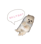 鈴木ハナです...♩（個別スタンプ：4）