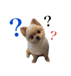 鈴木ハナです...♩（個別スタンプ：5）
