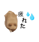 鈴木ハナです...♩（個別スタンプ：12）