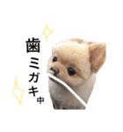 鈴木ハナです...♩（個別スタンプ：13）