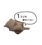 鈴木ハナです...♩（個別スタンプ：15）