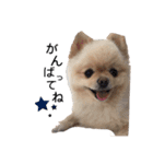 鈴木ハナです...♩（個別スタンプ：16）
