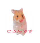 プリンスなころんちゃん（個別スタンプ：1）