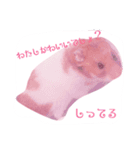 プリンスなころんちゃん（個別スタンプ：6）