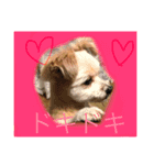 雑種の犬のクッキー（個別スタンプ：1）