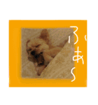 雑種の犬のクッキー（個別スタンプ：2）
