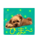 雑種の犬のクッキー（個別スタンプ：3）