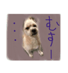 雑種の犬のクッキー（個別スタンプ：5）