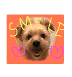 雑種の犬のクッキー（個別スタンプ：7）