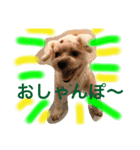 雑種の犬のクッキー（個別スタンプ：8）