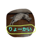 うちのリンくん（個別スタンプ：10）