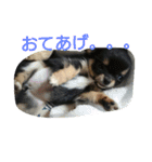 lei_for everyday use（個別スタンプ：11）