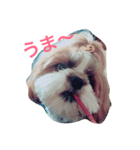 シーズー健太（個別スタンプ：1）