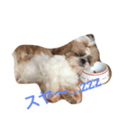 シーズー健太（個別スタンプ：5）