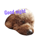 petpetpet（個別スタンプ：5）