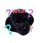 petpetpet（個別スタンプ：11）